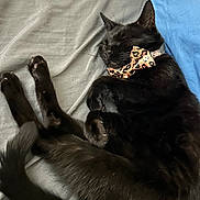 Izzy is registered to the contest to win money with this photo: animal, bed, black_cat, blue, bow_tie, cat, collar, cozy, cute, domestic, feline, fur, gray, indoor, leopard_print, pet, pillow, resting, sleeping, whiskers