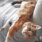 Choupette participe au concours pour gagner de l'argent avec cette photo : cat, kitten, orange_cat, white_fur, fluffy, stretching, chair, blanket, cozy, indoor, pet, cute, relaxed, feline, fur, whiskers, paw, looking, young_cat, home