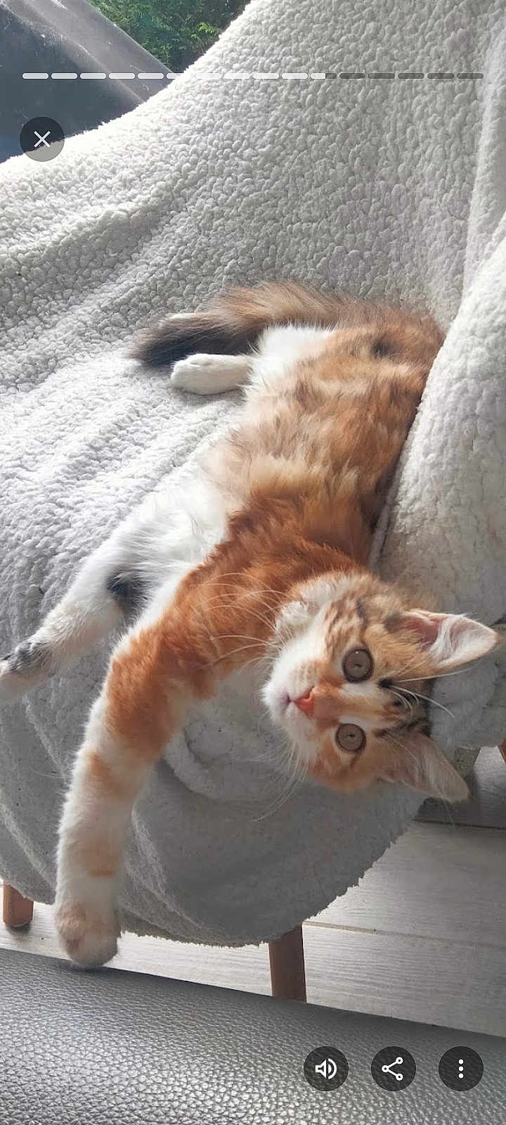 Choupette participe au concours pour gagner de l'argent avec cette photo : cat, kitten, orange_cat, white_fur, fluffy, stretching, chair, blanket, cozy, indoor, pet, cute, relaxed, feline, fur, whiskers, paw, looking, young_cat, home