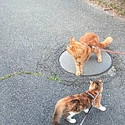 Choupette participe au concours pour gagner de l'argent avec cette photo : animal, calico_cat, cat, curious, daytime, exploring, feline, grass, leash, manhole_cover, nature, orange_cat, outdoor, pavement, pets, sidewalk, street, two_animals, urban, walking