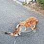 Choupette participe au concours pour gagner de l'argent avec cette photo : animal, asphalt, calico_cat, cat, curb, daylight, feline, greenery, interaction, leash, manhole_cover, nature, orange_cat, outdoor, pet, sidewalk, street, two_animals, urban, walking