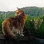 animal, bushes, cat, curious, daytime, feline, fluffy, forest, greenery, hills, landscape, ledge, mammal, nature, outdoor, peaceful, pet, sky, tail, wood