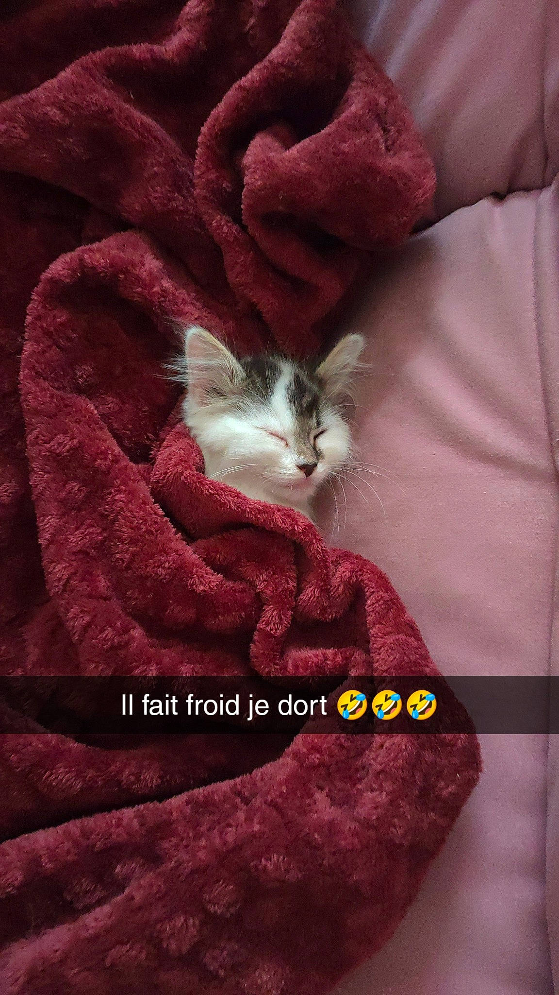 Neige participe au concours pour gagner de l'argent avec cette photo : carnivore, cat, comfort, felidae, font, fur, grey, linens, magenta, pattern, peach, petal, pink, plant, red, sleeve, small_to_medium_sized_cats, tail, textile, whiskers