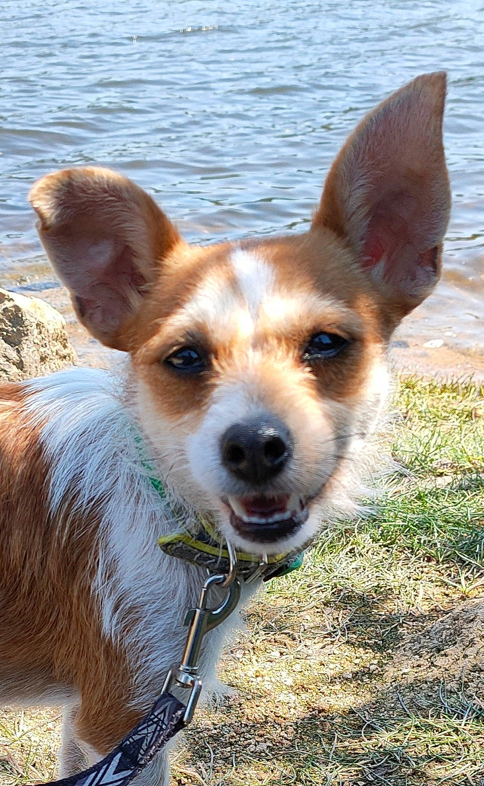 Crevette participe au concours pour gagner de l'argent avec cette photo : aircraft, ancient_dog_breeds, canidae, carnivore, collar, companion_dog, dog, dog_breed, fawn, mammal, plant, puppy, snout, sporting_group, terrestrial_animal, water, whiskers, working_animal