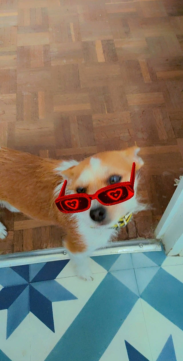 Crevette a rejoint le concours — aidez-le/la à gagner de superbes lots ! animation, carmine, carnivore, companion_dog, eyewear, fawn, fictional_character, floor, flooring, font, fur, glasses, goggles, pattern, snout, stuffed_toy, sunglasses, vision_care, whiskers, wood