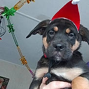 Tyson participe au concours pour gagner de l'argent avec cette photo : black_and_tan, celebration, christmas, cute, decoration, dog, ears, eyes, festive, fur, hand, holding, holiday, indoor, nose, person, pet, puppy, santa_hat, young_dog