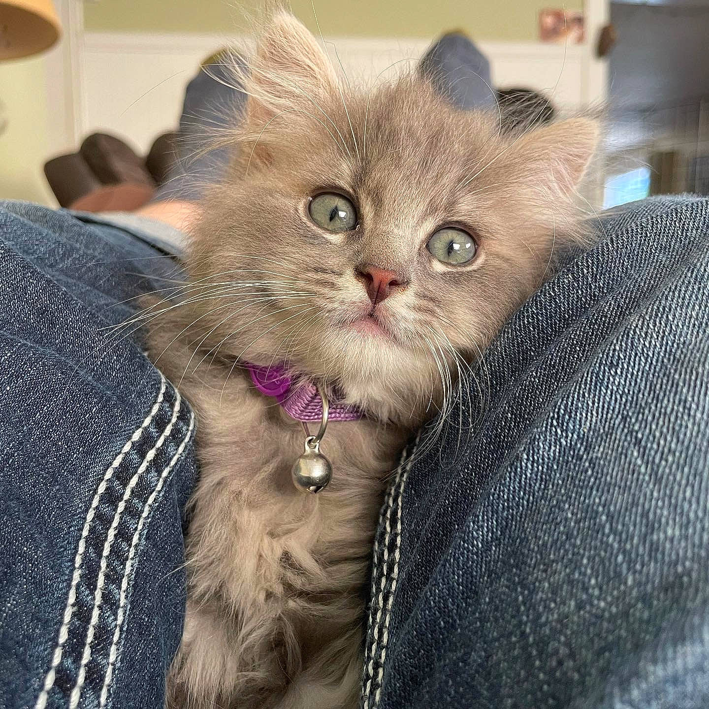 Gracie May is registered to the contest to win money with this photo: bow_tie, carnivore, cat, cat_supply, claw, collar, comfort, domestic_short_haired_cat, ear, fawn, felidae, fur, gesture, paw, photo_caption, small_to_medium_sized_cats, snout, terrestrial_animal, whiskers