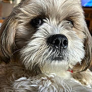 Indiana is registered to the contest to win money with this photo: dog, close_up, fluffy, fur, pet, indoor, nose, whiskers, animal, canine, portrait, soft_light, brown, white, cute, face, furry, companion, domestic, friend