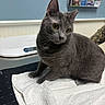 cat, gray_cat, animal, pet, feline, sitting, indoors, veterinary_clinic, examination_table, white_towel, scale, golden_eyes, whiskers, ears, fur, portrait, close_up, gray_fur, clinic, background