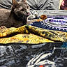 cat, gray_cat, pet, animal, feline, indoor, bed, blanket, bedding, plush_toy, toy, cozy, bedroom, resting, sitting, wide_eyes, whiskers, ears, fur, portrait