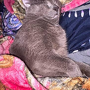Ash is registered to the contest to win money with this photo: cat, gray_cat, sleeping, sleepy, relaxed, animal, pet, feline, whiskers, closed_eyes, fur, short_hair, lying_down, cozy, blanket, fuzzy_blanket, bed, indoors, portrait, closeup