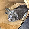 cat, gray_cat, pet, animal, cardboard_box, lying_down, upside_down, open_mouth, wide_eyes, relaxed, funny, portrait, indoor, home, couch, fabric, packaging, blue_trim, close_up, playful