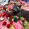 cat, gray_cat, pet, animal, feline, lying_down, bed, blanket, colorful, toys, cat_toys, pom_poms, bells, jingle_balls, indoor, cozy, whiskers, ears, fur, portrait