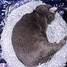 cat, sleeping, curled_up, gray_fur, pet, animal, bed, pet_bed, fluffy, cozy, indoors, nap, relaxed, furry, tail, ears, bedding, purple, white, photography