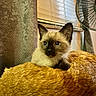 Cj is registered to the contest to win money with this photo: siamese_kitten, orange_cat, cat, kitten, feline, indoor, window_blinds, fan, curious, cozy, fur, pet, animal, resting, background, closeup, domestic, cute, young_cat, companion