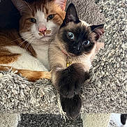 Cj joined the competition — help win amazing prizes! cat, cats, feline, pets, indoor, cozy, cat_condo, fur, blue_eyes, orange_and_white_cat, siamese_cat, whiskers, paws, resting, cute, animals, closeup, texture, carpet, snuggling