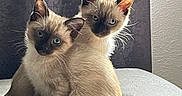 Cj is registered to the contest to win money with this photo: cat, kitten, siamese, blue_eyes, feline, pets, cute, fur, whiskers, ears, indoor, curtain, sunlight, soft_surface, animal, companions, portrait, sitting, young, two