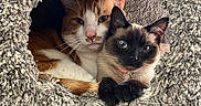 Cj is registered to the contest to win money with this photo: animal, blue_eyes, carpet, cat, cat_condo, cats, closeup, collar, cozy, cute, feline, fur, ginger_cat, home, indoor, pet, resting, siamese_cat, snuggling, texture