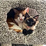 Cj is registered to the contest to win money with this photo: cat, cats, cat_condo, feline, pet, cozy, snuggling, ginger_cat, siamese_cat, blue_eyes, collar, indoor, carpet, fur, cute, animal, resting, closeup, home, texture