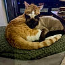Cj joined the competition — help win amazing prizes! animal, blanket, cat, cats, closeup, companion, couch, cozy, cute, cute_animals, feline, fur, ginger_cat, indoor, living_room, pets, resting, siamese_cat, snuggling, tail