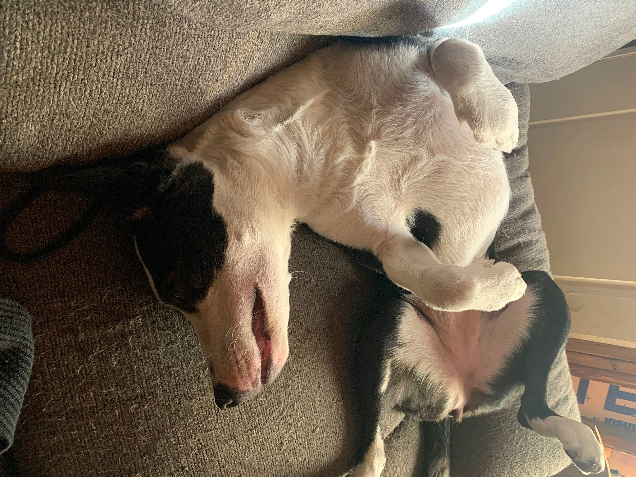 Bandi is registered to the contest to win money with this photo: carnivore, comfort, companion_dog, dog_breed, ear, fang, fawn, felidae, foot, gesture, human_leg, jaw, mammal, paw, small_to_medium_sized_cats, snout, tail, terrestrial_animal, whiskers, working_animal