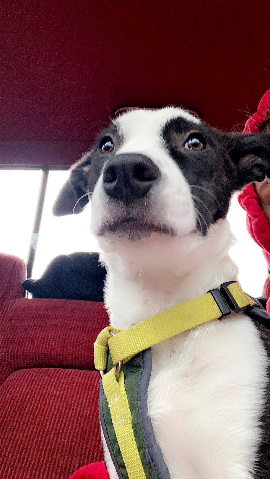 Bandi is registered to the contest to win money with this photo: canidae, carnivore, collar, companion_dog, dog, dog_breed, dog_collar, fur, happy, leash, mammal, paw, puppy_love, sky, snout, sporting_group, tie, vertebrate, whiskers, working_animal