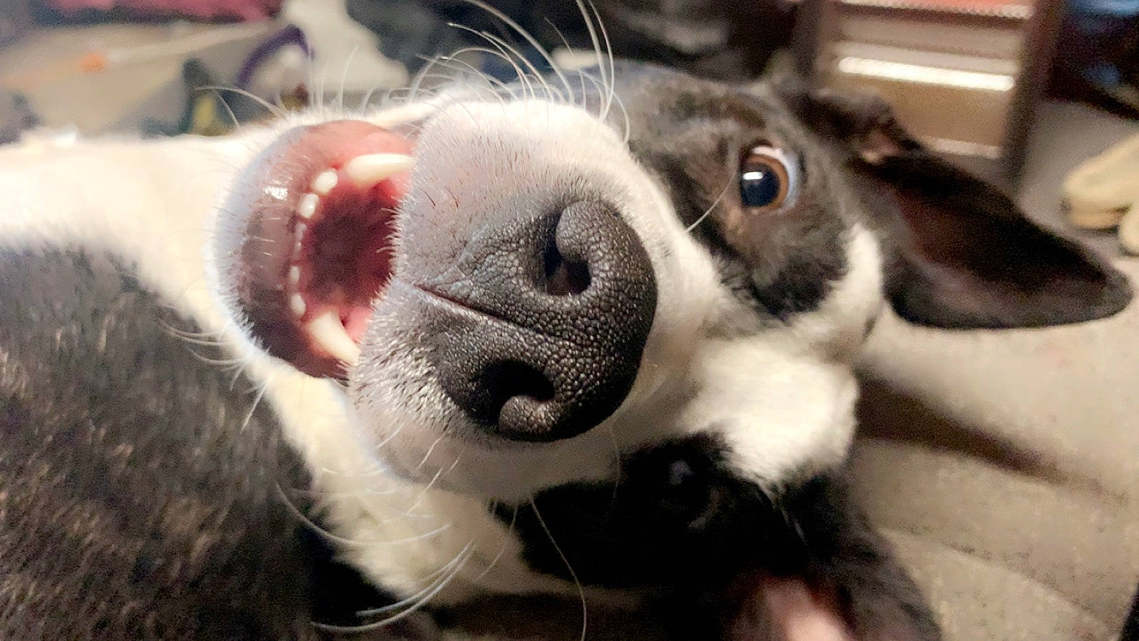 Bandi is registered to the contest to win money with this photo: canidae, carnivore, collar, companion_dog, dog, dog_breed, ear, fawn, fur, non_sporting_group, paw, snout, sporting_group, whiskers, working_animal