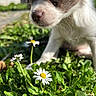 Indy a rejoint le concours — aidez-le/la à gagner de superbes lots ! puppy, dog, grass, flower, daisy, close_up, outdoor, nature, greenery, young_dog, fur, whiskers, sunlight, cute, pet, animal, sniffing, curious, soft, daylight
