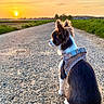 Indy participe au concours pour gagner de l'argent avec cette photo : dog, sunset, outdoor, path, gravel, harness, grass, sky, nature, animal, pet, peaceful, countryside, evening, sun, field, fur, landscape, sitting, quiet