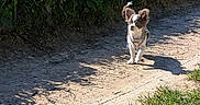 Indy participe au concours pour gagner de l'argent avec cette photo : dog, small_dog, outdoor, path, grass, sunlight, shadow, nature, animal, walking, ear_flap, greenery, daylight, pet, canine, dirt_path, summer, sunny, playing, happy