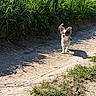 dog, small_dog, outdoor, path, grass, sunlight, shadow, nature, animal, walking, ear_flap, greenery, daylight, pet, canine, dirt_path, summer, sunny, playing, happy
