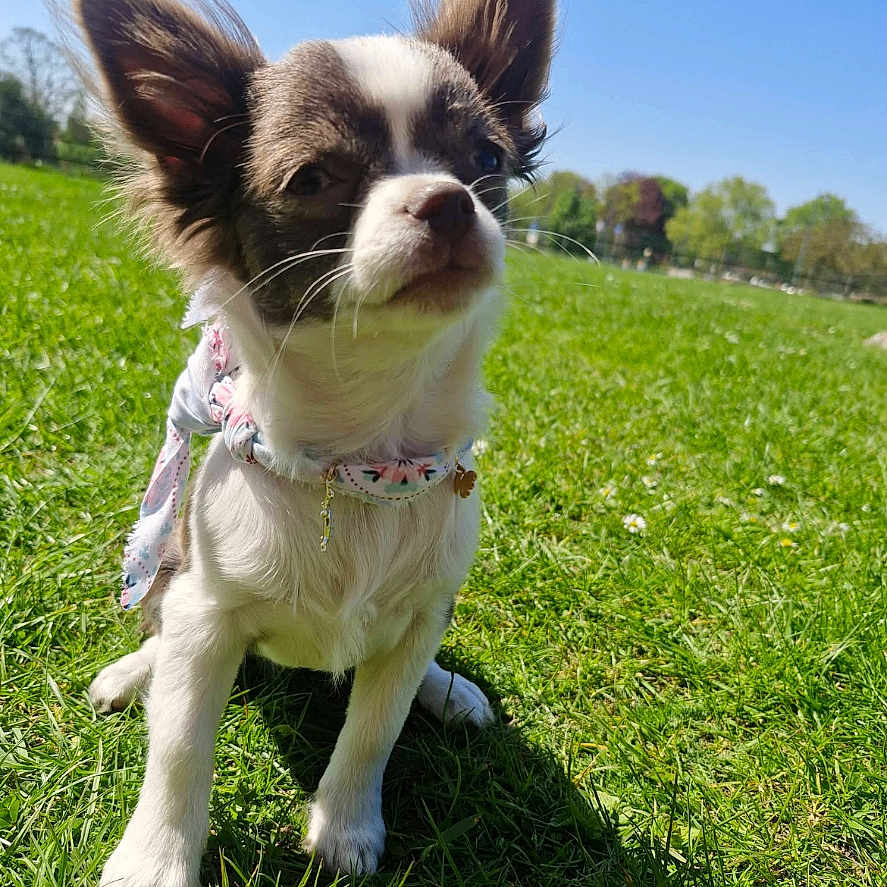 Indy participe au concours pour gagner de l'argent avec cette photo : dog, puppy, grass, outdoor, sunny, blue_sky, small_dog, ears, collar, pet, nature, cute, animal, canine, sitting, daylight, mammal, young, friendly, park