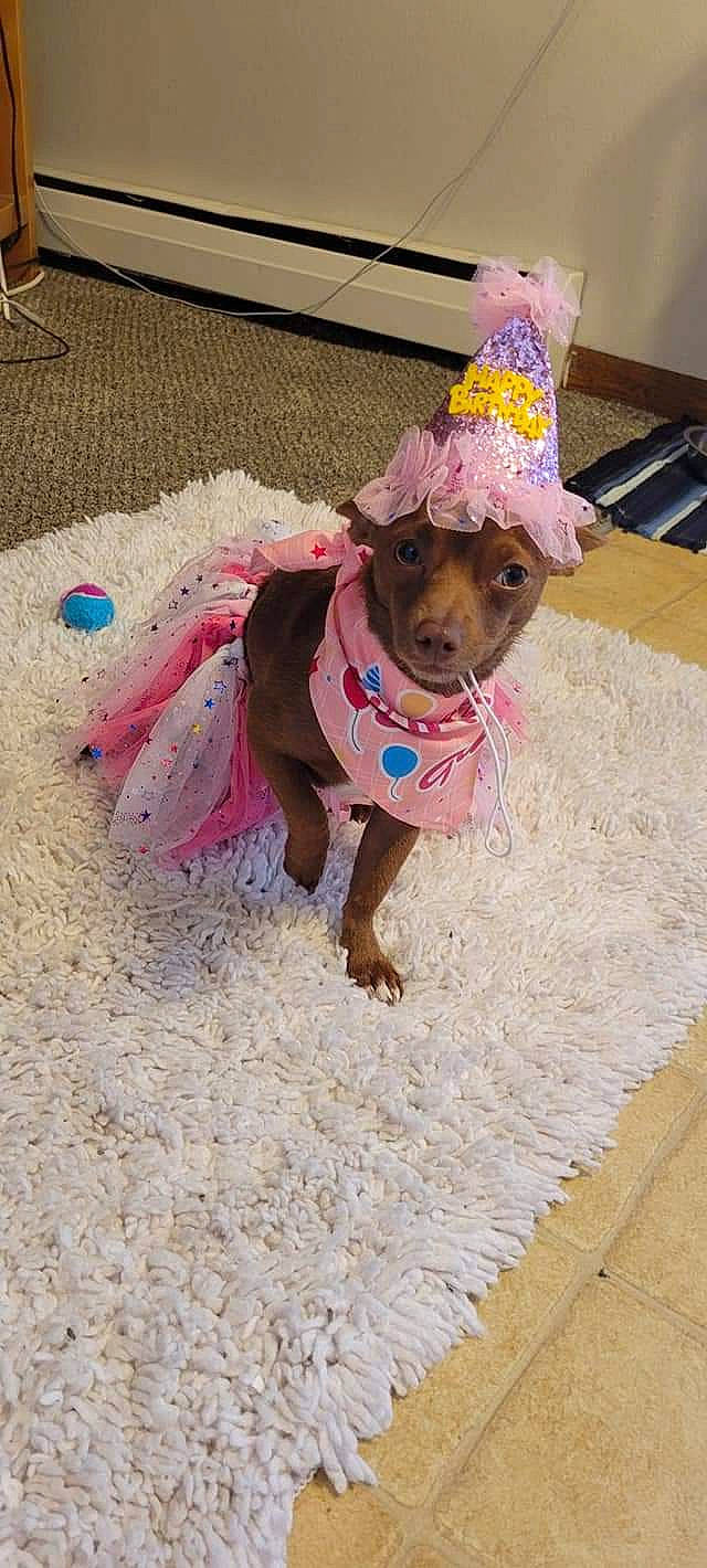 Bellaboo joined the competition — help win amazing prizes! carnivore, collar, companion_dog, costume_hat, dog, dog_breed, dog_clothes, dog_collar, dog_supply, fashion_accessory, fawn, flooring, leash, party_hat, party_supply, pet_supply, pink, snout, sporting_group, working_animal