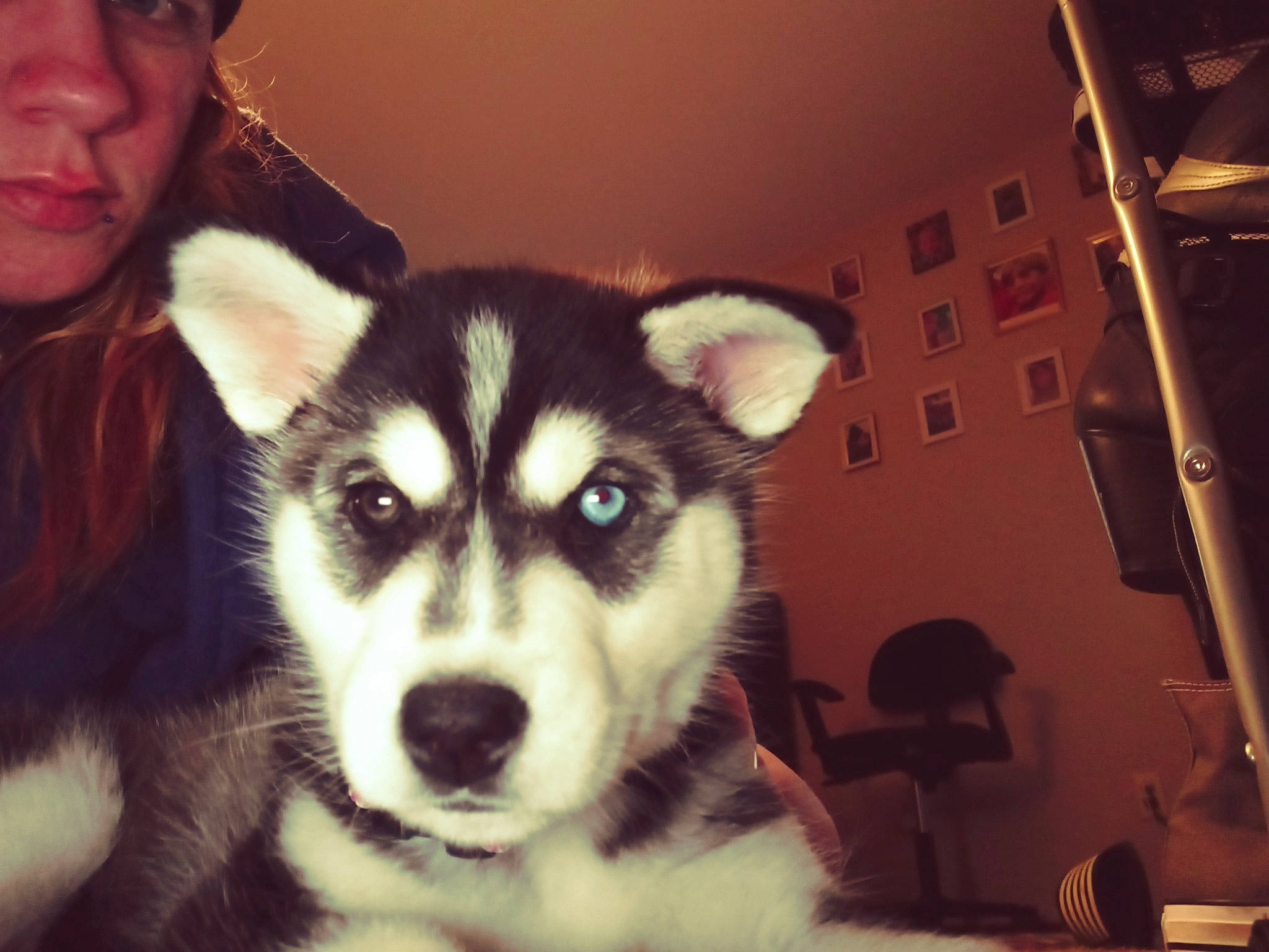 Kali is registered to the contest to win money with this photo: canidae, canis, carnivore, companion_dog, dog, dog_breed, flash_photography, fur, hat, iris, jaw, non_sporting_group, siberian_husky, sled_dog, snout, sporting_group, terrestrial_animal, whiskers, wildlife, working_dog