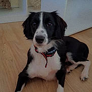 Vaïa participe au concours pour gagner de l'argent avec cette photo : dog, black_and_white, indoor, floor, collar, pet, animal, laying, wooden_floor, furniture, decor, home, cute, canine, domestic_animal, front_paws, looking, ears, snout, relaxed