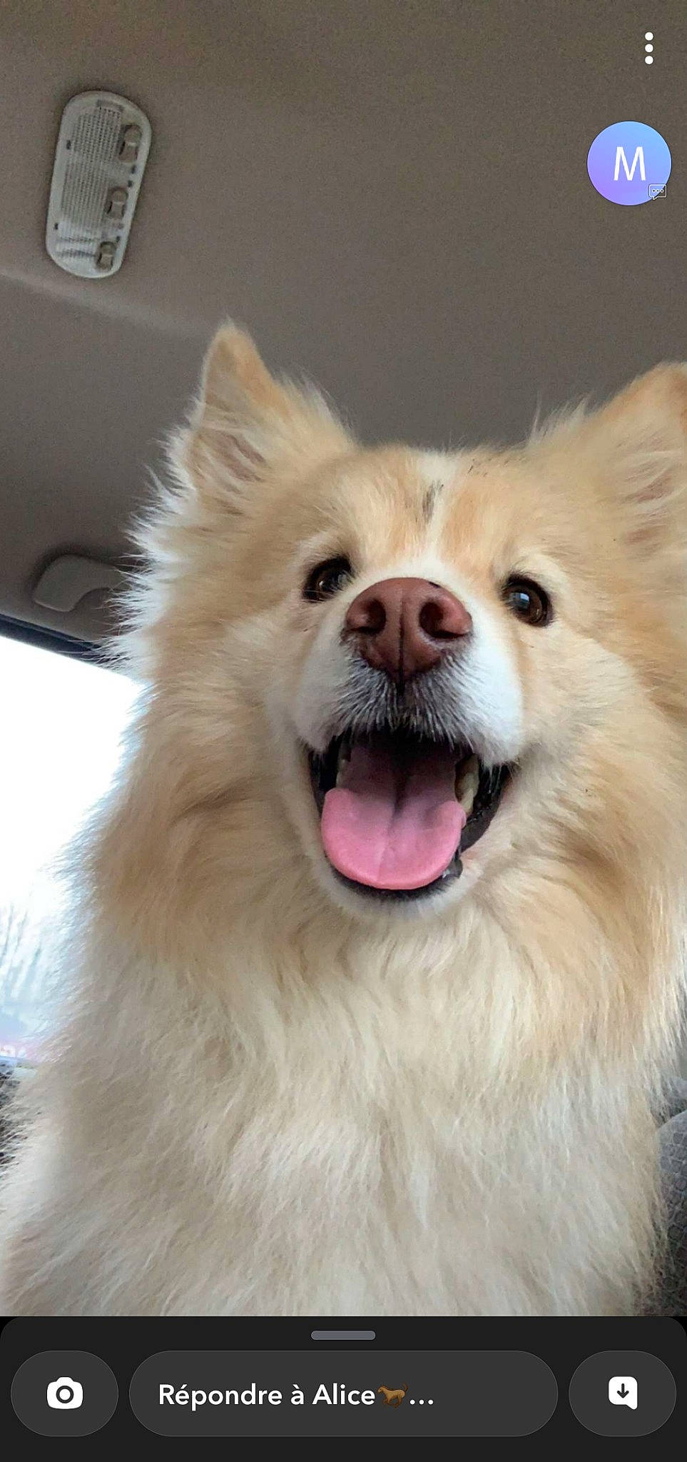 Perlan participe au concours pour gagner de l'argent avec cette photo : canidae, carnivore, companion_dog, dog, dog_breed, fang, fawn, fur, german_spitz, german_spitz_klein, jaw, pomeranian, shout, smile, spitz, sporting_group, tongue, volpino_italiano, whiskers, working_animal