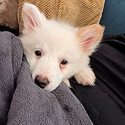 Arko a rejoint le concours — aidez-le/la à gagner de superbes lots ! puppy, dog, white_dog, blanket, cushion, cozy, indoor, pet, cute, fur, ears, nose, resting, soft_texture, comfort, relaxed, animal, young_dog, snuggle, home