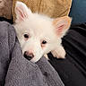 animal, blanket, comfort, cozy, cushion, cute, dog, ears, fur, home, indoor, nose, pet, puppy, relaxed, resting, snuggle, soft_texture, white_dog, young_dog