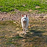 Arko participe au concours pour gagner de l'argent avec cette photo : dog, white_dog, water, stream, wet_fur, grass, rocks, outdoor, nature, animal, canine, shallow_water, daylight, muddy, ears, standing, looking, riverbank, sunlight, pet