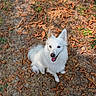 animal, canine, cute, daylight, dog, ears, friendly, fur, grass, ground, happy, leaves, nature, outdoor, pet, portrait, sitting, smiling, tongue, white_dog