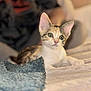 animal, bed, blanket, cat, close_up, comfort, cozy, cute, domestic, feline, fur, indoor, kitten, lying_down, pet, relaxed, soft, texture, wide_eyes, young