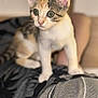 alert, animal, cat, closeup, curious, cute, domestic_cat, ears, feline, fur, indoor, kitten, paws, pet, portrait, sitting, soft_light, striped_fabric, whiskers, young