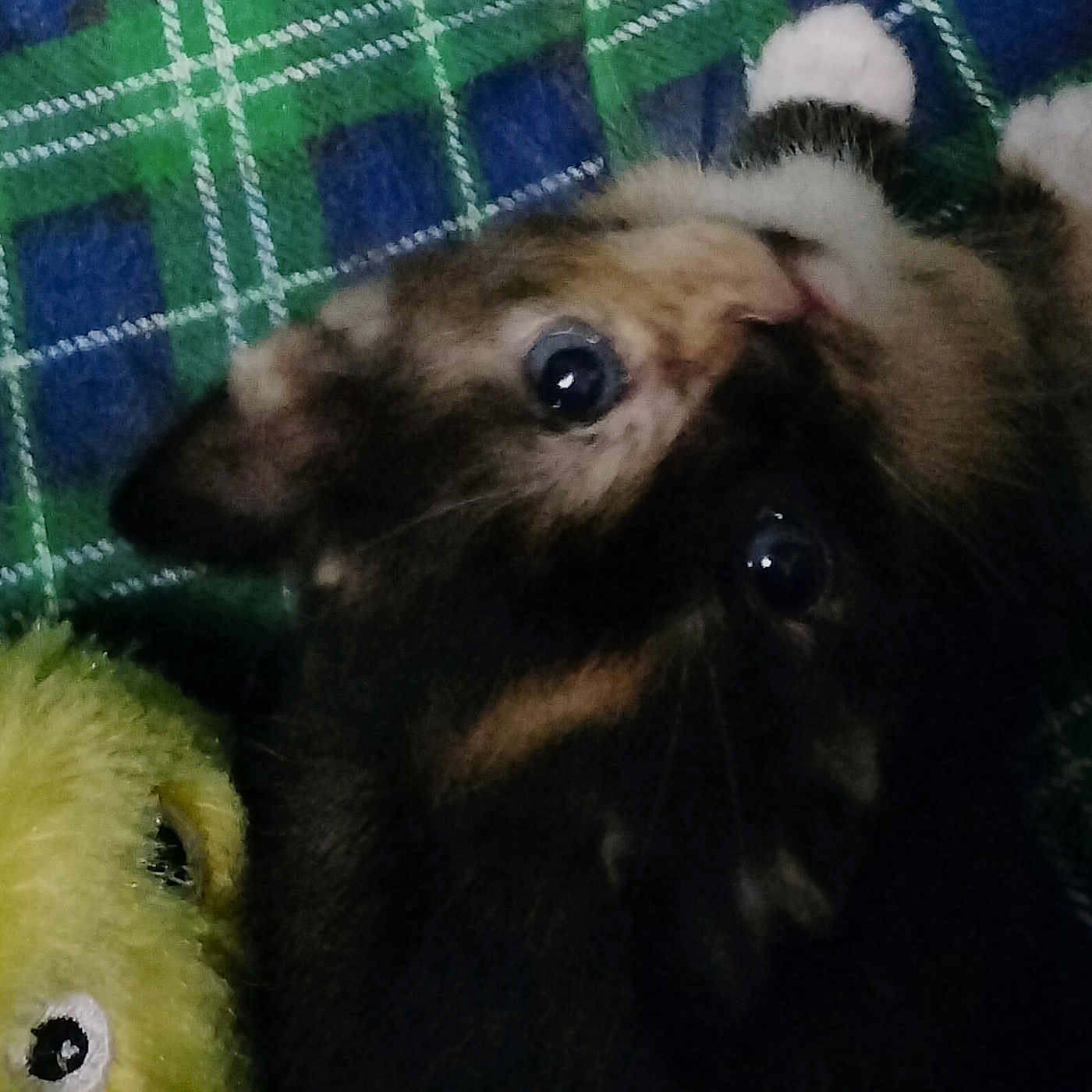 Baby Bean joined the competition — help win amazing prizes! animal, bear, canine, cat, dog, ferret, furniture, hamster, kitten, manx, pet, plush, puppy, rabbit, rodent, siamese, tartan, toy