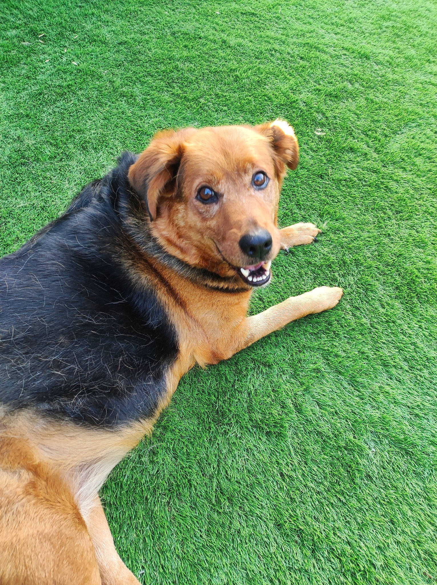 Orca a rejoint le concours — aidez-le/la à gagner de superbes lots ! canidae, carnivore, collar, companion_dog, dog, dog_breed, dog_collar, fawn, flooring, grass, groundcover, leash, pet_supply, plant, snout, sporting_group, tail, whiskers, working_animal, working_dog