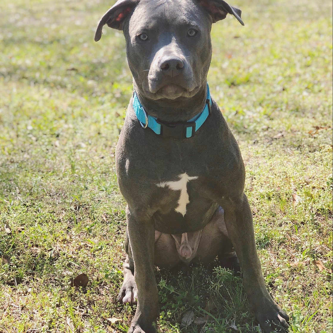 Sir joined the competition — help win amazing prizes! alaunt, american_pit_bull_terrier, american_staffordshire_terrier, canidae, canis_panther, carnivore, catahoula_bulldog, dog, dog_breed, fawn, mammal, non_sporting_group, pit_bull, plant, rare_breed_dog, snout, sporting_group, staffordshire_bull_terrier, terrier, vertebrate