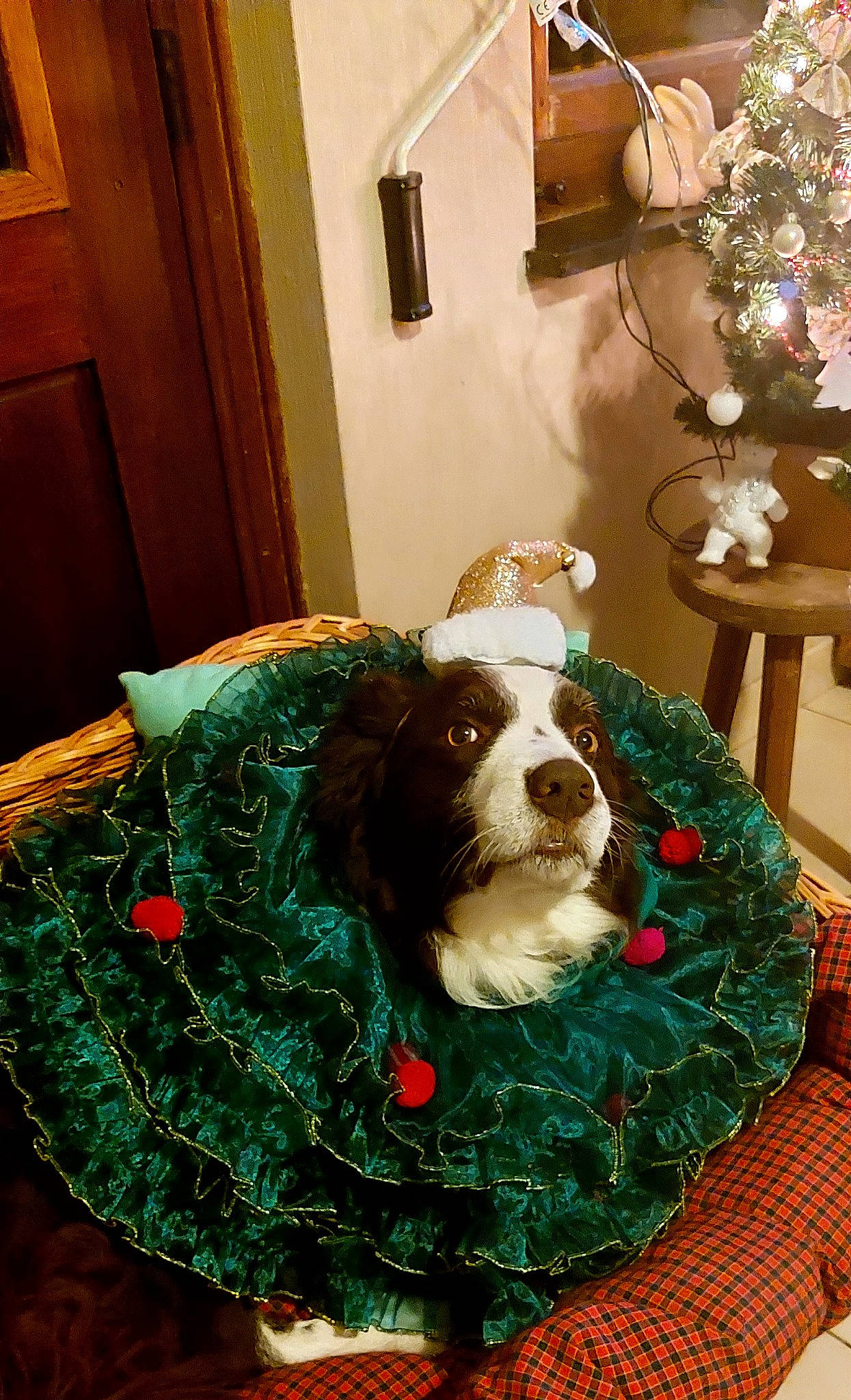 Nelson participe au concours pour gagner de l'argent avec cette photo : carnivore, chair, christmas, christmas_decoration, christmas_eve, christmas_ornament, companion_dog, dog, dog_breed, dog_supply, door, flooring, holiday, liver, living_room, ornament, picture_frame, spaniel, sporting_group, wood