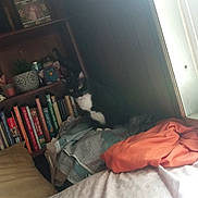 Sassy is registered to the contest to win money with this photo: cat, black_and_white_cat, blanket, bookshelf, books, indoor, window, natural_light, decor, plant, figurine, wood_paneling, orange_cloth, bed, pillow, stack, furniture, home, cozy, pet