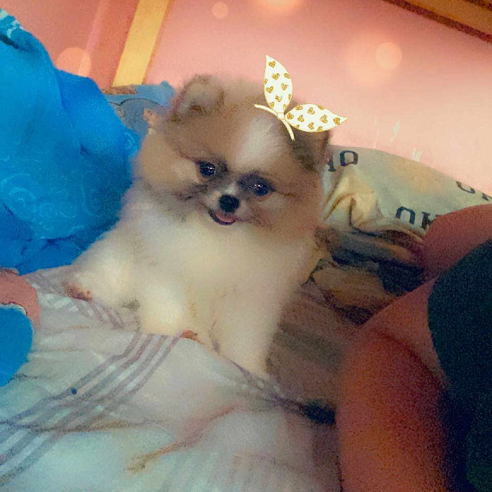 Lisa a rejoint le concours — aidez-le/la à gagner de superbes lots ! canidae, carnivore, comfort, companion_dog, dog_breed, eyewear, fawn, felidae, flooring, fur, linens, paw, small_to_medium_sized_cats, spitz, stuffed_toy, tail, toy, toy_dog, whiskers, wing