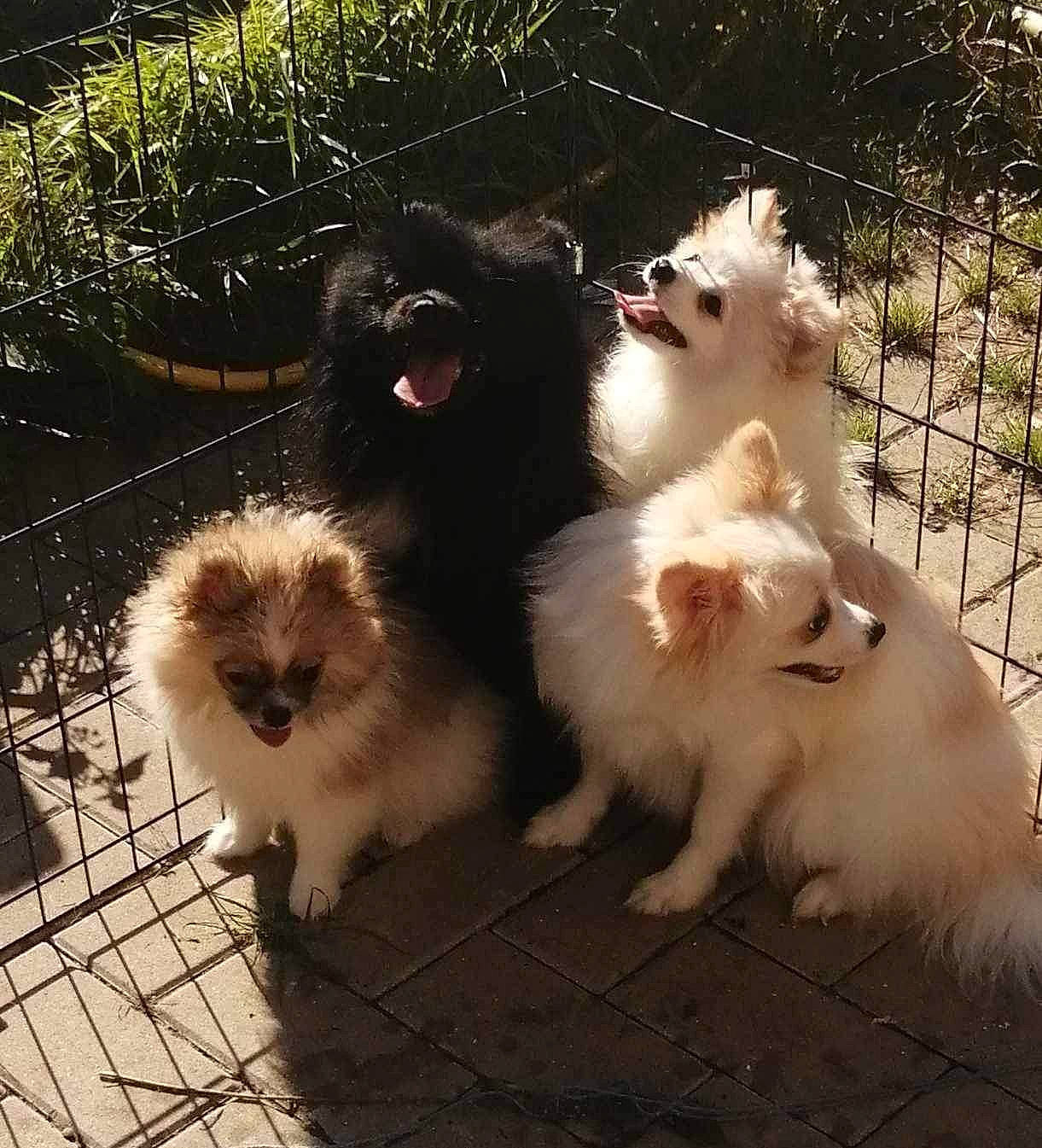 Lisa participe au concours pour gagner de l'argent avec cette photo : canidae, carnivore, companion_dog, dog_breed, fawn, felidae, fence, fur, grass, mesh, paw, plant, small_to_medium_sized_cats, snout, spitz, sporting_group, tail, terrestrial_animal, toy_dog, whiskers