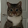 cat, tabby, pet, animal, portrait, sitting, upright, front_view, staring, eyes, ears, whiskers, nose, fur, striped, white_chest, indoor, door, home, serious